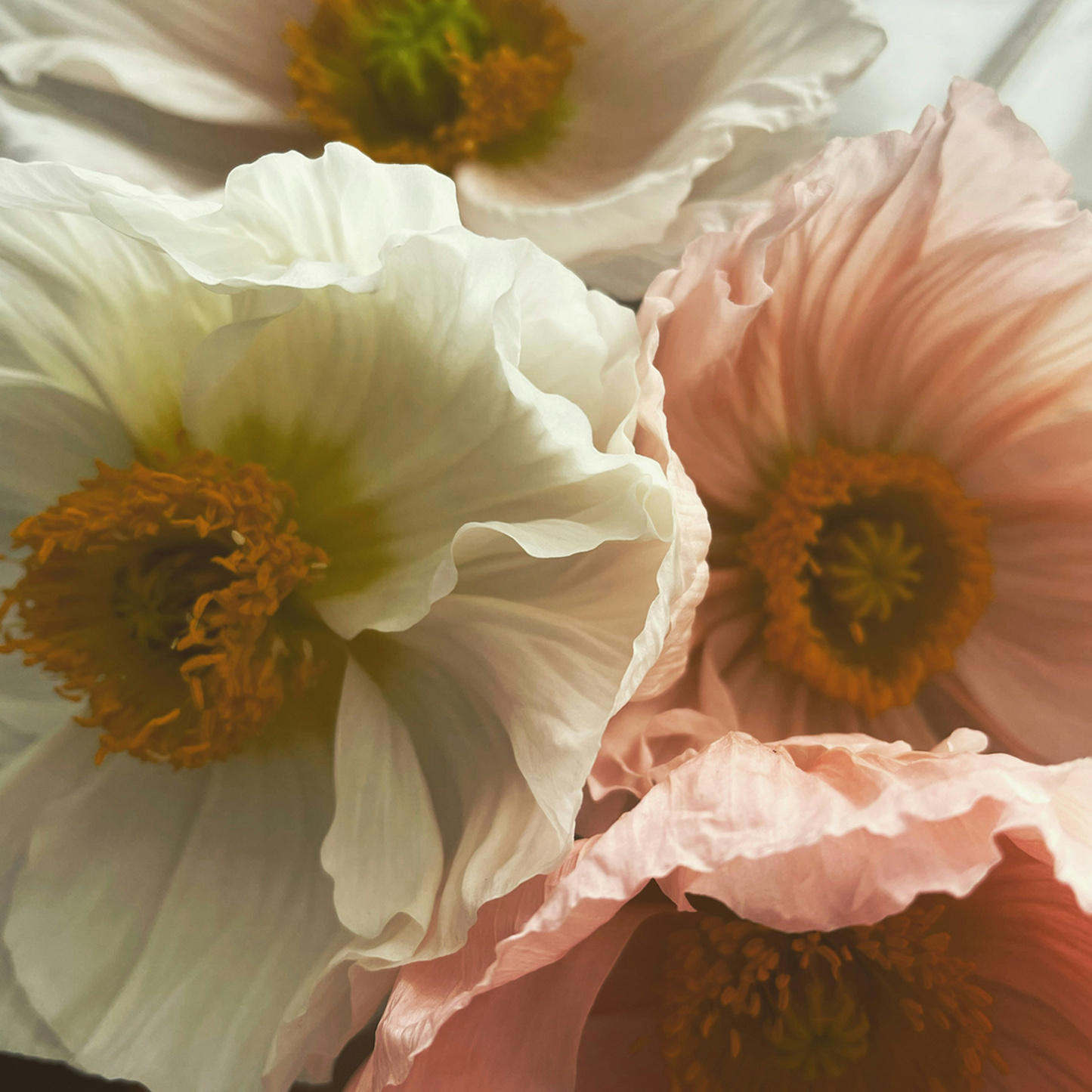 No.02 Peony Face Oil