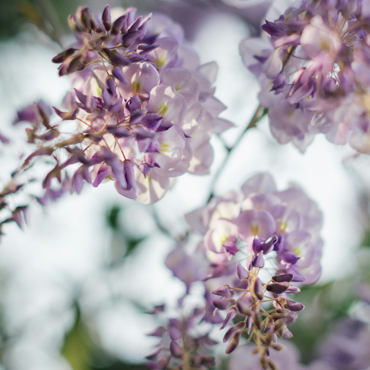 No.03 Wisteria Soap