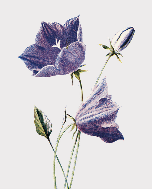 Bell Flower Card