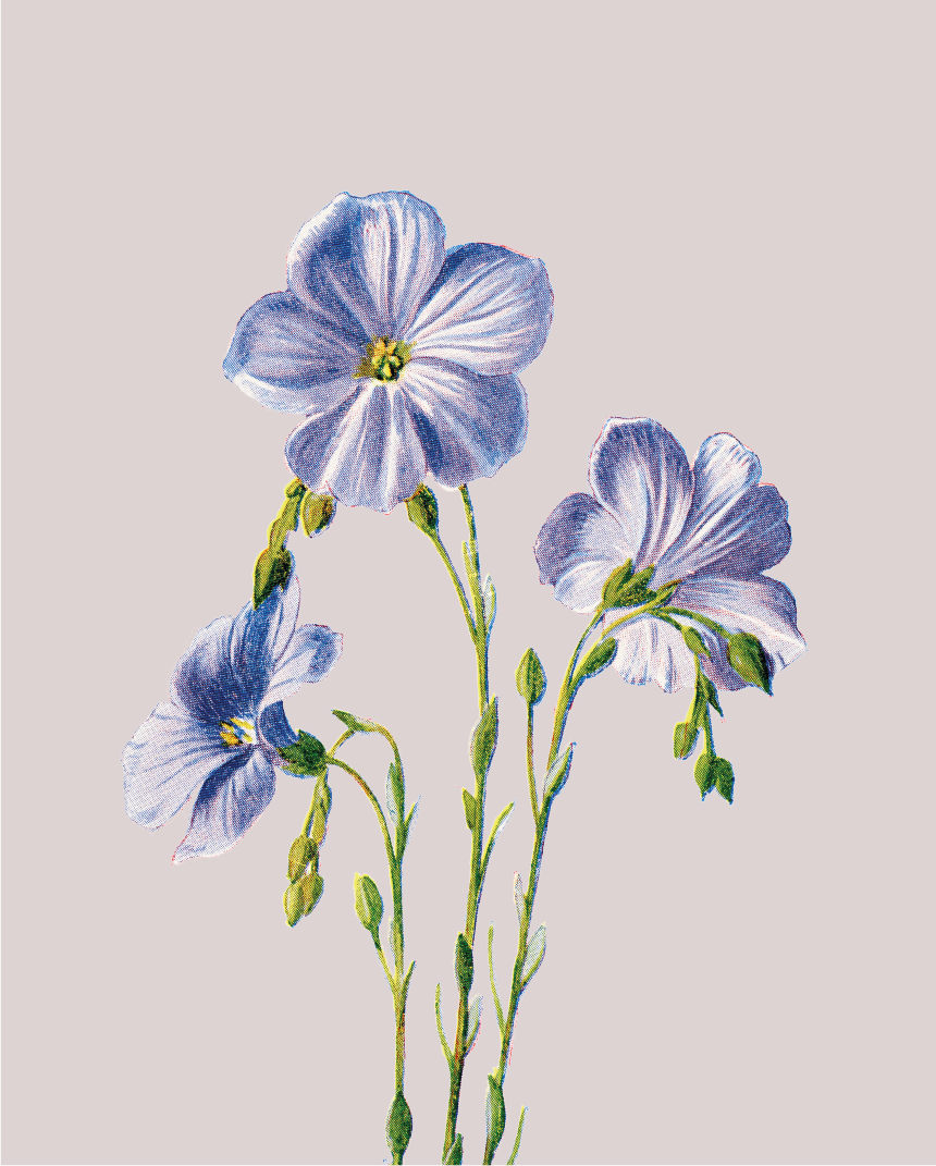 Common Flax Card