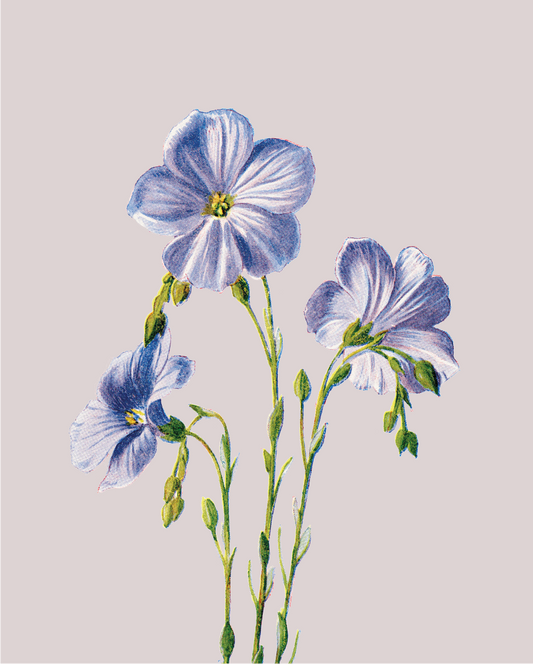 Common Flax Card