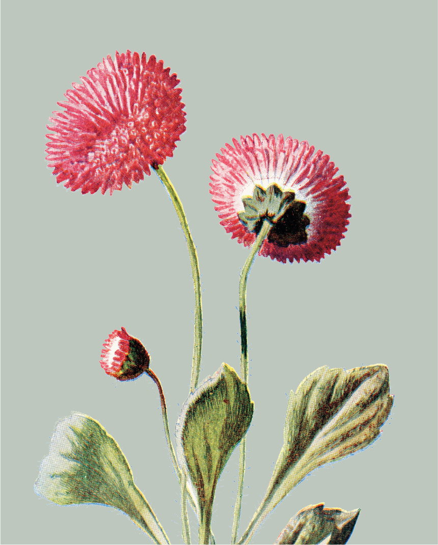 Pink Daisy Card