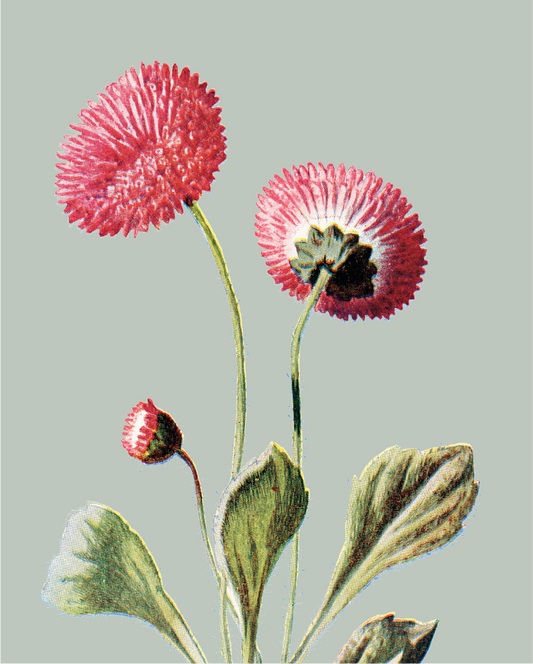 Pink Daisy Card