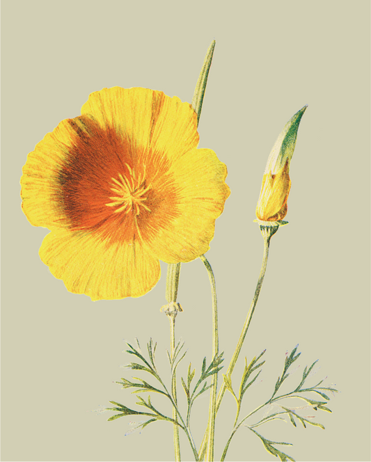 Eschscholtzia Card